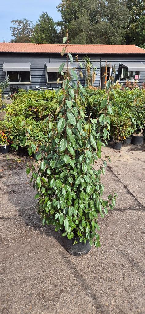 elaeagnus ebbingei | op bestelling, Tuin en Terras, Planten | Struiken en Hagen, Struik, Overige soorten, 100 tot 250 cm, Ophalen