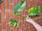Epipremnum Pinnatum Cintho Goldfinger #2, Overige soorten, Minder dan 100 cm, Groene kamerplant, Halfschaduw
