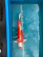 Kikusui - 59 cm, Dieren en Toebehoren, Vissen | Vijvervissen, Karper of Koi