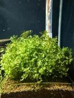 Pelia mos ( levermos), Dieren en Toebehoren, Vissen | Aquaria en Toebehoren, Ophalen of Verzenden, Nieuw, Plant(en), Steen of Hout