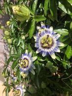 Zaden Passiflora - prachtige klimplant, Ophalen of Verzenden, Halfschaduw