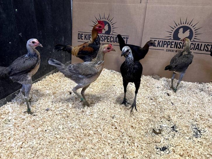 Jonge en tamme Modern Engelse krielkippen diverse kleuren, Dieren en Toebehoren, Pluimvee, Kip, Meerdere dieren