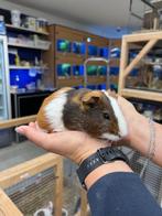 Te koop leuke jonge cavia's beertjes mannetjes, Mannelijk, Cavia, Na 1 juli 2024