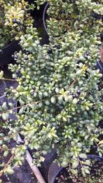 Ilex crenata Convexa, Tuin en Terras, Minder dan 100 cm, Ophalen, Hulst