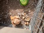 5 kuikens, Dieren en Toebehoren, Pluimvee, Geslacht onbekend, Kip