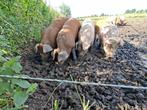 Biggen Duroc x Piétrain varken  (nog 2 a 3 te koop], Dieren en Toebehoren, Meerdere dieren, Varken, 0 tot 2 jaar