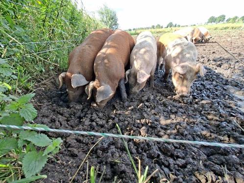 Biggen Duroc x Piétrain varken  (nog 2 a 3 te koop], Dieren en Toebehoren, Schapen, Geiten en Varkens, Varken, Meerdere dieren