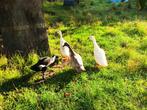 2 leuke loopeendjes, Dieren en Toebehoren, Pluimvee, Meerdere dieren, Eend