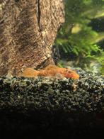 ancistrus rood/bruin gevlekt 2,50 per stuk ( nog 2 ), Vis