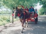 paardenhaam compleet, Dieren en Toebehoren, Paarden en Pony's | Hoofdstellen en Tuigage, Ophalen, Gebruikt, Overige soorten