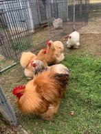 Broedeieren Cochinkriel ZIJDEVEER - de echte knuffelkip 🥰, Dieren en Toebehoren, Pluimvee, Geslacht onbekend, Kip