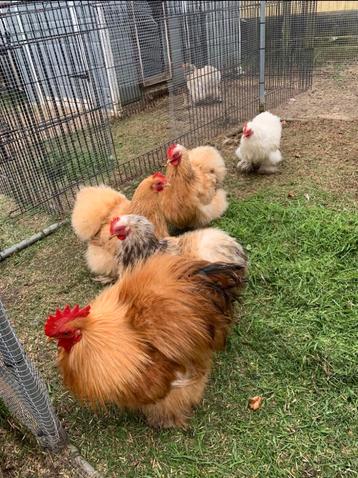 Broedeieren Cochinkriel ZIJDEVEER - de echte knuffelkip 🥰 beschikbaar voor biedingen