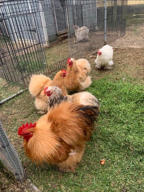 Broedeieren Cochinkriel ZIJDEVEER - de echte knuffelkip 🥰, Dieren en Toebehoren, Pluimvee, Kip, Geslacht onbekend