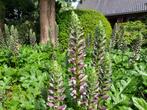 Acanthus Mollis, Ophalen, Overige soorten, Volle zon