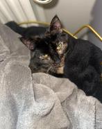 Poes Nala, Dieren en Toebehoren, Katten en Kittens | Raskatten | Korthaar, Poes