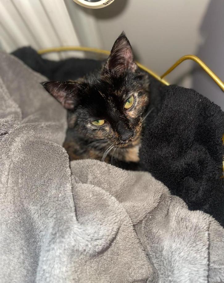 Poes Nala, Dieren en Toebehoren, Katten en Kittens | Raskatten | Korthaar, Poes