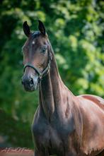Te koop dressuur paarden, Dieren en Toebehoren, Paarden, Merrie, Gechipt, Dressuurpaard, 3 tot 6 jaar
