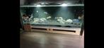 Aquarium 180x60x61 650 liter, Dieren en Toebehoren, Vissen | Aquaria en Toebehoren, Ophalen, Zo goed als nieuw, Leeg aquarium