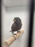 --GEZOCHT-- barmsijs man, Dieren en Toebehoren, Vogels | Overige Vogels, Mannelijk, Wildzangvogel, Geringd