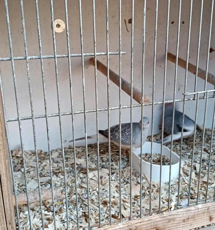 Koppel diamant duifjes. Gratis, Dieren en Toebehoren, Vogels | Overige Vogels, Meerdere dieren