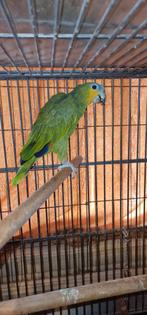 Papegaai te koop, Dieren en Toebehoren, Vogels | Parkieten en Papegaaien, Mannelijk, Papegaai, Geringd