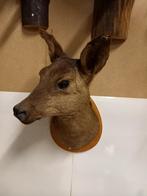 Hertenkop, Ophalen of Verzenden, Zo goed als nieuw, Hert, Gewei of Kop
