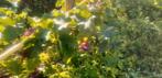 Druivenranken, Tuin en Terras, Ophalen of Verzenden, Overige soorten, Minder dan 100 cm