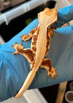 Oranje tricolor Lille White ciliatus vrouw, Dieren en Toebehoren, Reptielen en Amfibieën, 0 tot 2 jaar, Hagedis