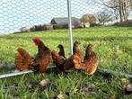 Sebright kippen gesekst, geringd en ingeënt Goudzwartgezoomd, Vrouwelijk, Kip