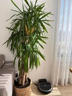Palmboom, Ophalen of Verzenden, Overige soorten, Minder dan 100 cm