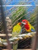 koppel prachtrosella cinnamon, Dieren en Toebehoren, Meerdere dieren, Parkiet, Geringd