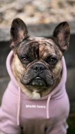 Prachtige Franse Bulldog dekreu, Rabiës (hondsdolheid), Reu, 1 tot 2 jaar, Bulldog