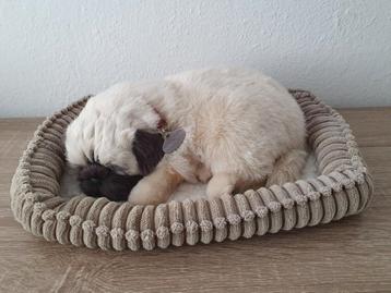 Mopshond, pug perfect petz beschikbaar voor biedingen