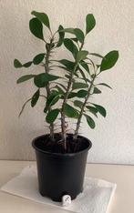 Kamerplant: Christusdoorn - Euphorbia - ong. 25 cm., Ophalen, Halfschaduw, Minder dan 100 cm