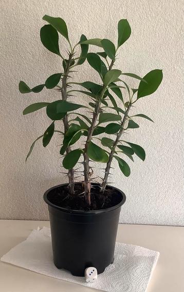 Kamerplant: Christusdoorn - Euphorbia - ong. 25 cm. beschikbaar voor biedingen