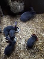 Blauwe vlaamse reus, Dieren en Toebehoren, Meerdere dieren, Groot