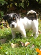 Jack Russell Terrier pups, Dieren en Toebehoren, Jack Russell Terriër, Reu, CDV (hondenziekte), 8 tot 15 weken