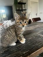 Drie lieve kittens te koop, Dieren en Toebehoren, Poes