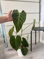 Philodendron Splendid, Huis en Inrichting, Kamerplanten, Ophalen, Overige soorten, Minder dan 100 cm