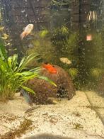 Zwarte (aquarium)onderkast of stelling gezocht, Dieren en Toebehoren, Vissen | Aquaria en Toebehoren, Ophalen of Verzenden, Leeg aquarium