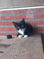 Prachtige gesocialiseerde boerderij kittens, Meerdere dieren, 0 tot 2 jaar