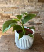 Monstera minima stek in pot, Huis en Inrichting, Kamerplanten, Overige soorten, In pot, Minder dan 100 cm, Groene kamerplant
