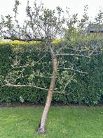 Mooie Lei appelboom, Volle zon, Leiboom, Ophalen of Verzenden, Lente