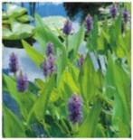 vijverplanten/ zuurstofplanten, Tuin en Terras, Vijver-toebehoren, Ophalen, Nieuw, Overige typen