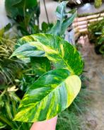 Epipremnum Goldfinger - Makkelijke kamerplant!, Huis en Inrichting, Kamerplanten, Ophalen of Verzenden