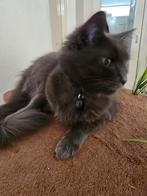 Maincoon Maine coon poes herplaatsing, Dieren en Toebehoren, Katten en Kittens | Raskatten | Langhaar, Poes