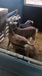 Te koop koppel toggenburger geiten alpine., Dieren en Toebehoren, Schapen, Geiten en Varkens, Meerdere dieren, Geit