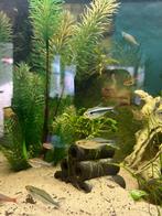 Diverse vissen wegens herinrichting aquarium, Dieren en Toebehoren, Vissen | Aquariumvissen, Vis, Zoetwatervis
