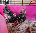 haan, Dieren en Toebehoren, Pluimvee, Mannelijk, Kip