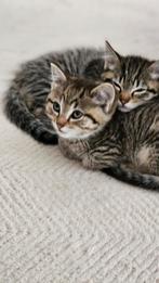 Europese cat 8 weken geboren, Poes
